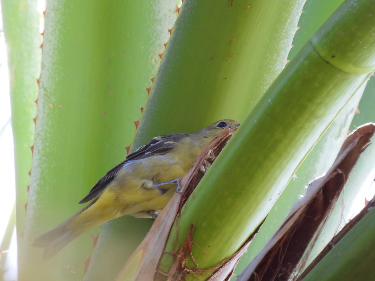 Western Tanager - ML644539632