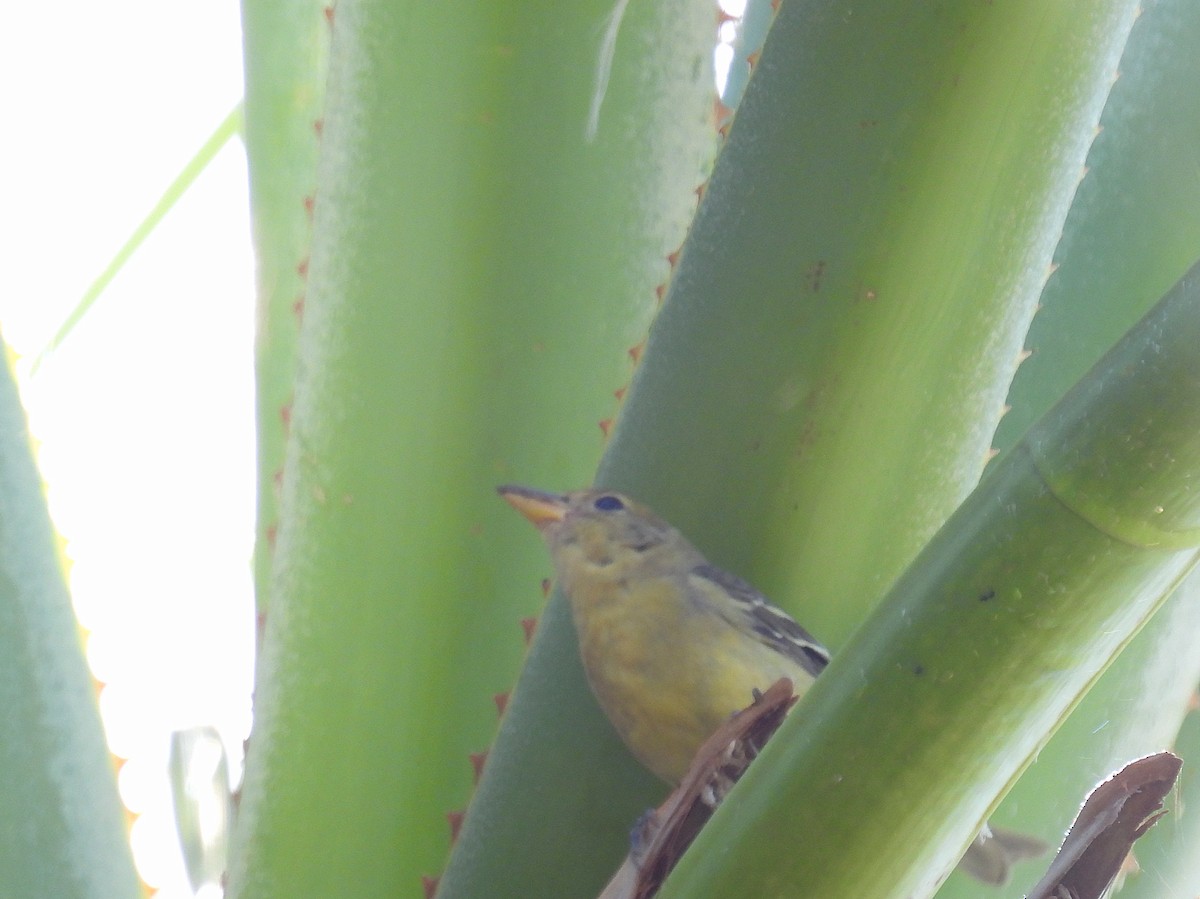 Western Tanager - ML644539633