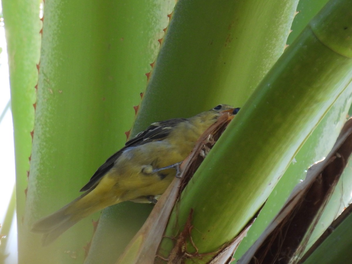 Western Tanager - ML644539634