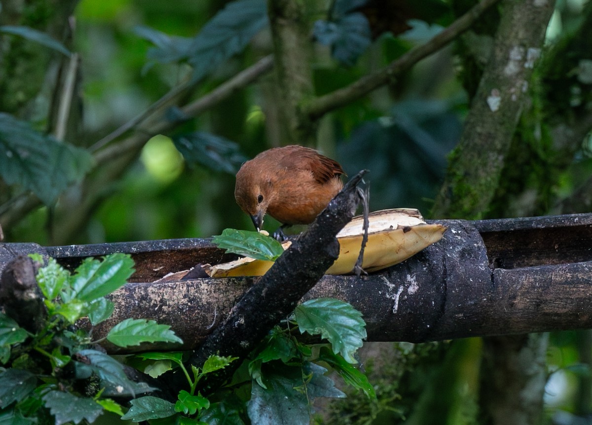Танагра-жалібниця велика - ML644539636