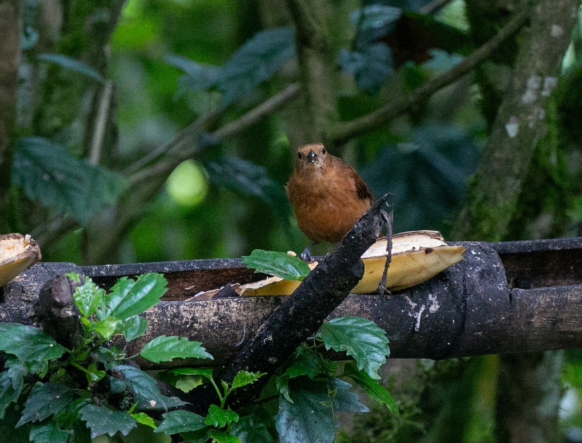 Танагра-жалібниця велика - ML644539637