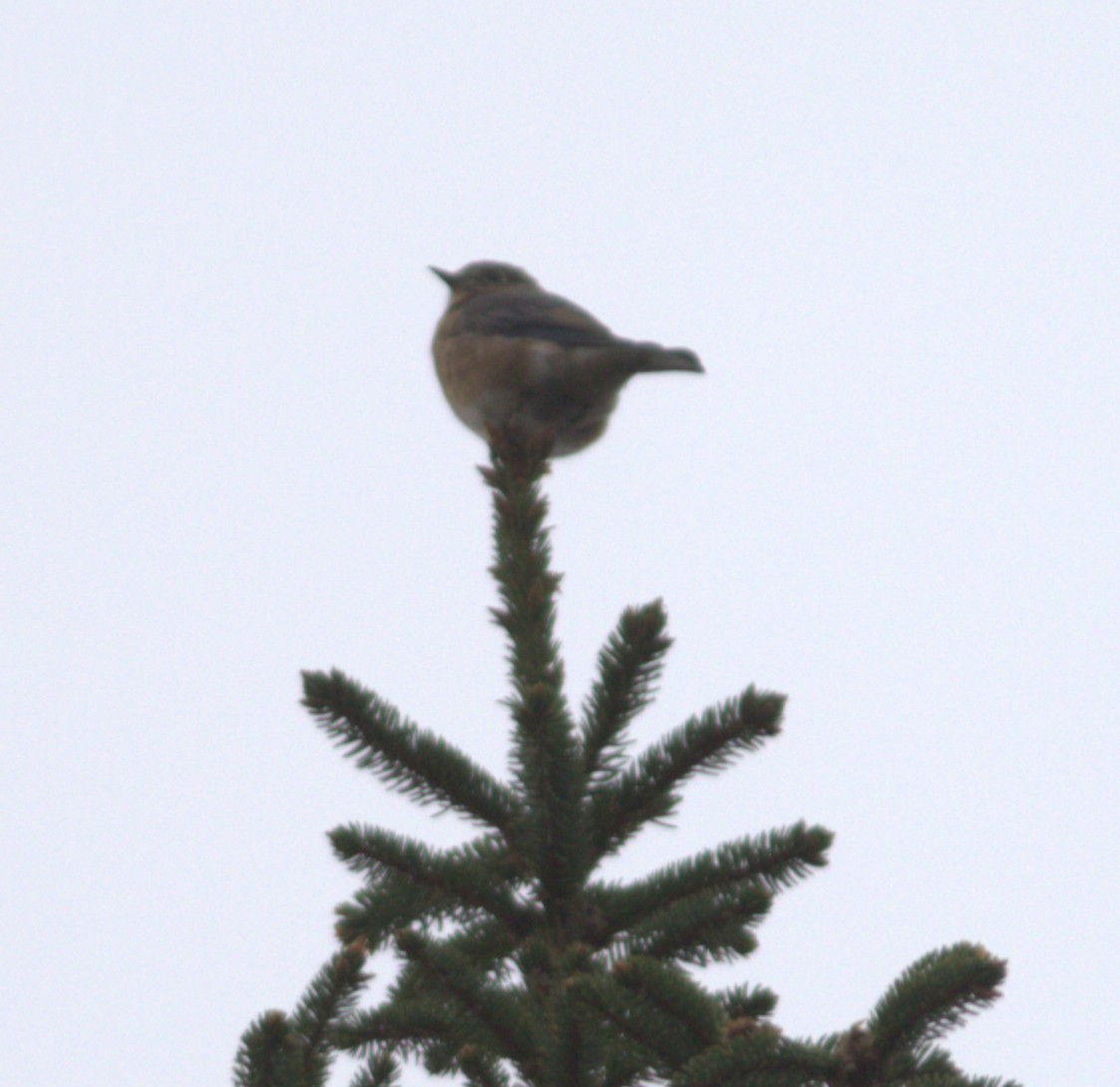 Eastern Bluebird - ML644539644