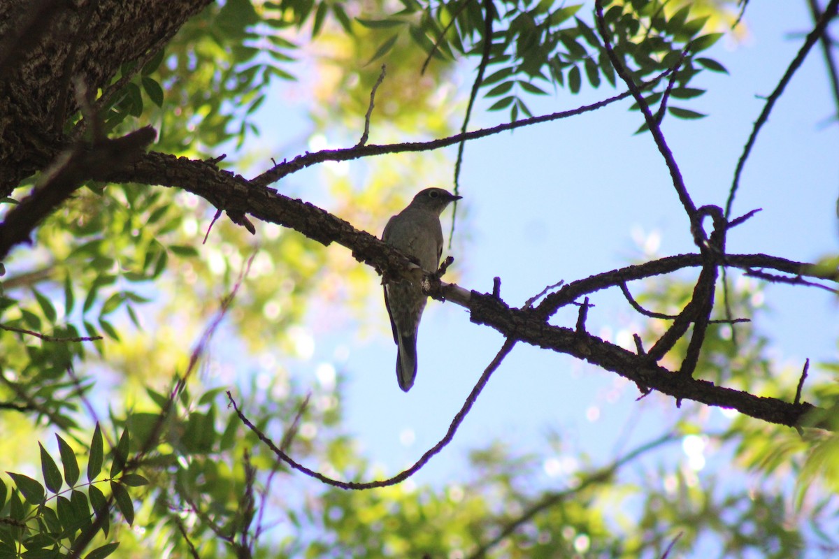 ハエトリツグミ - ML644539646