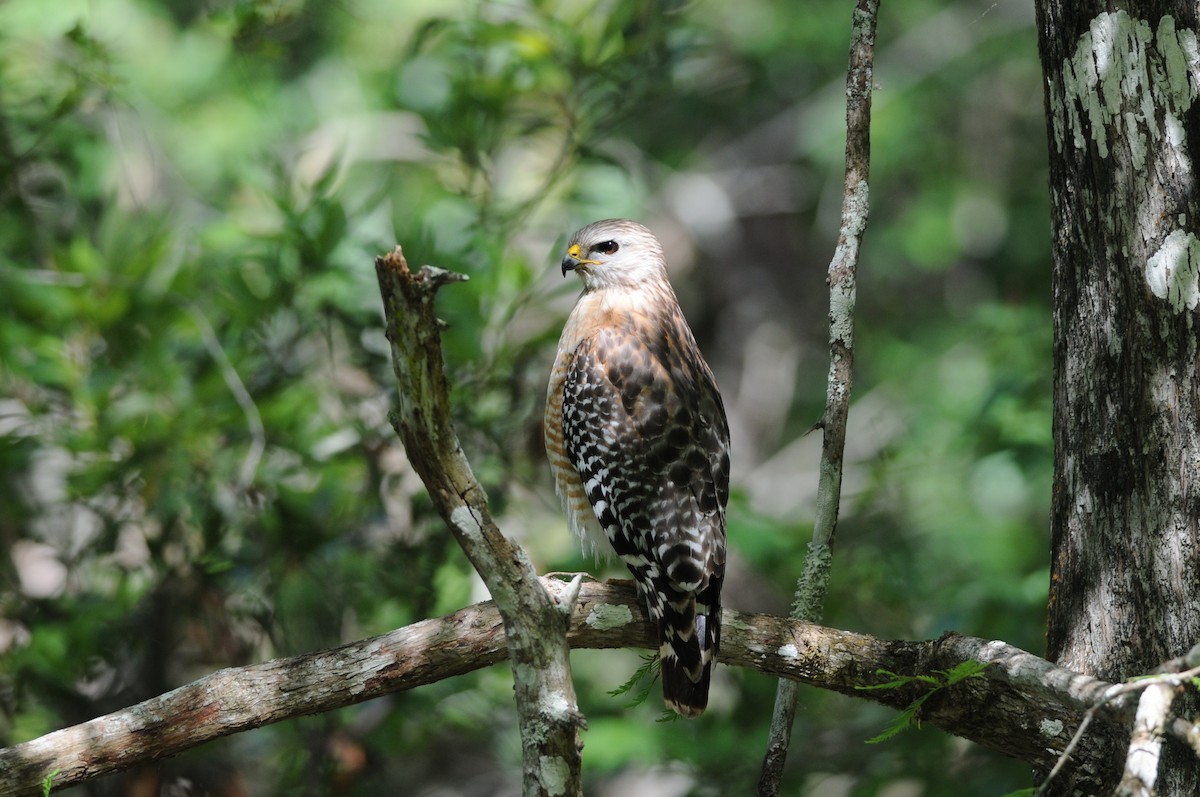 Red-shouldered Hawk - ML644539654