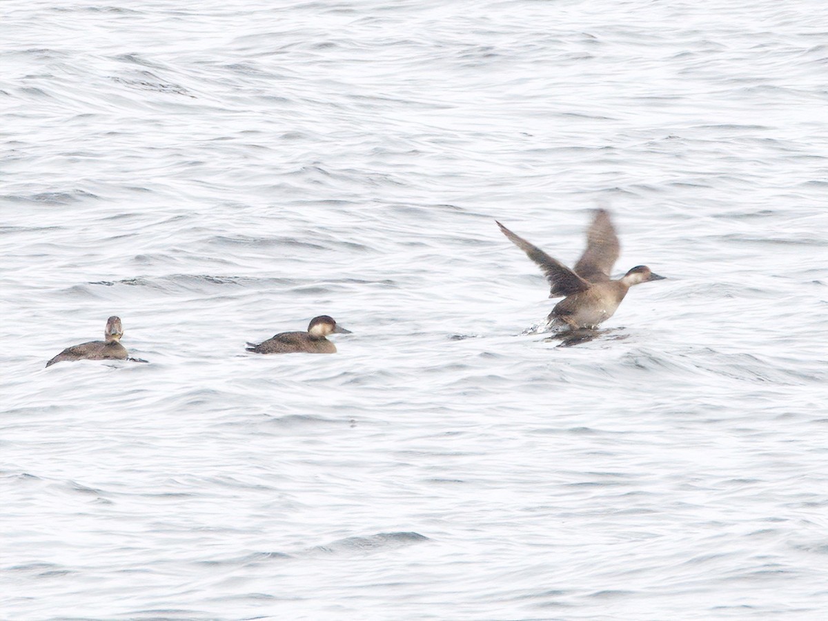 Common Scoter - ML644539658