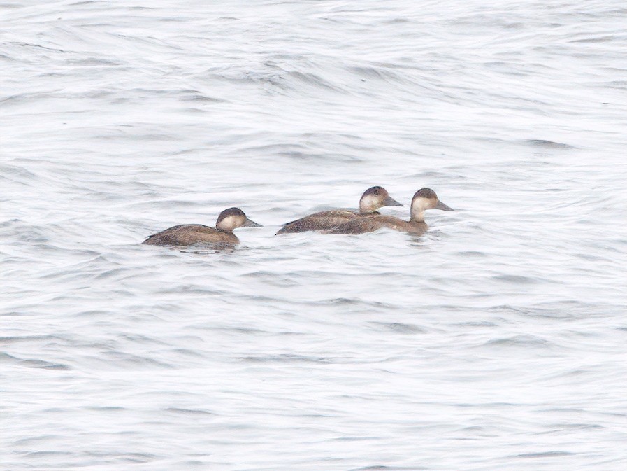 Common Scoter - ML644539660