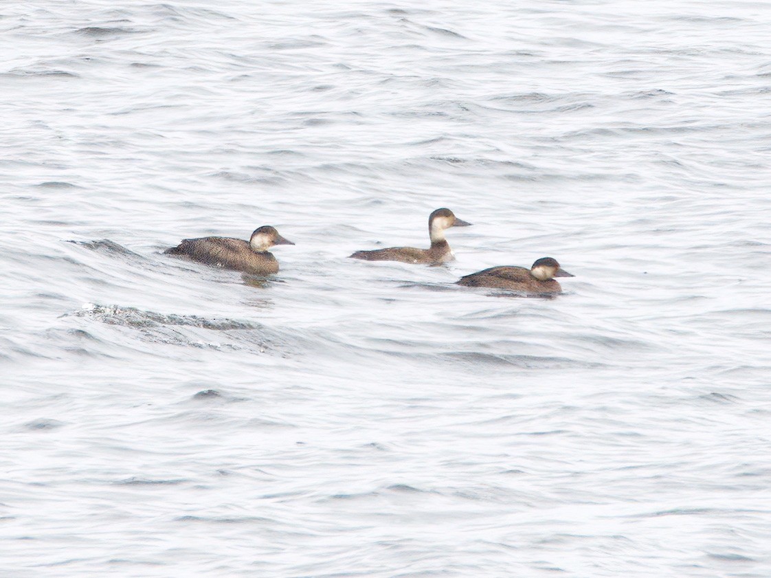 Синьга євразійська - ML644539661