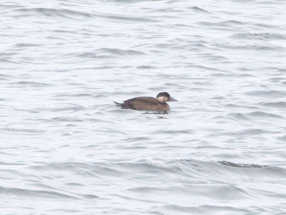 Common Scoter - ML644539662