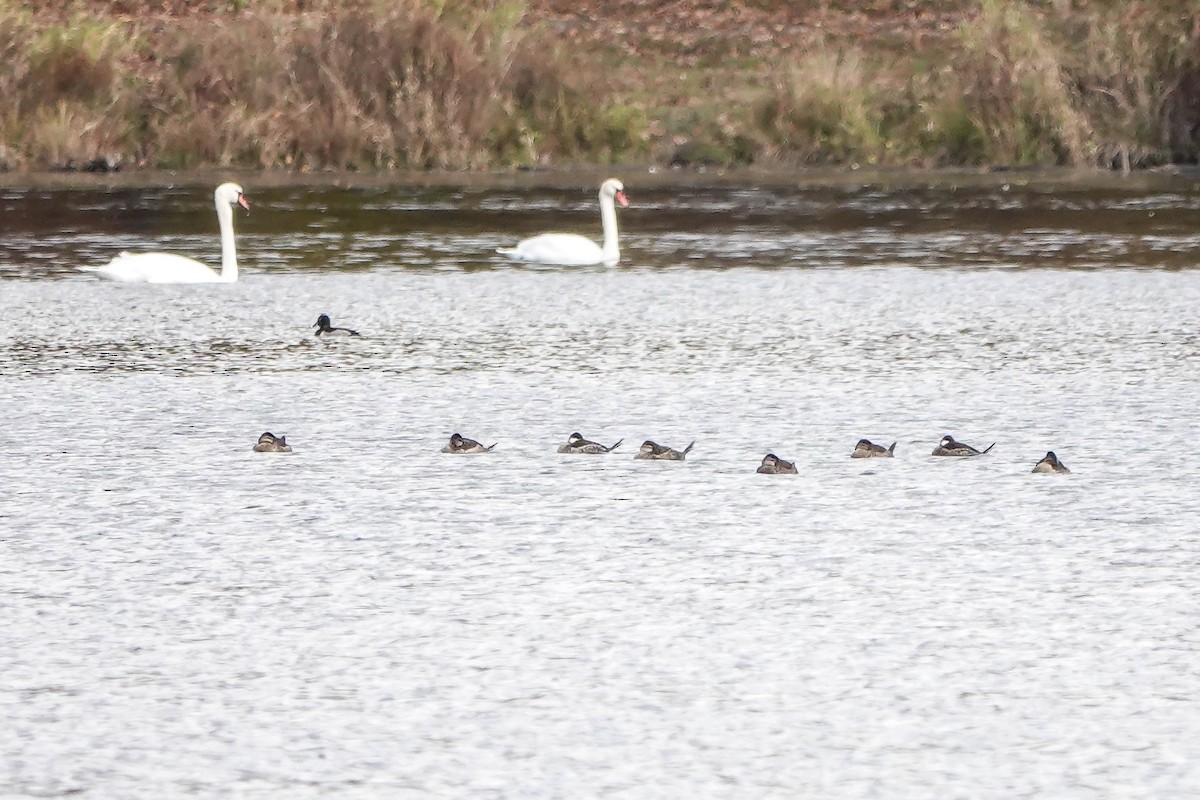 Савка американська - ML644539666