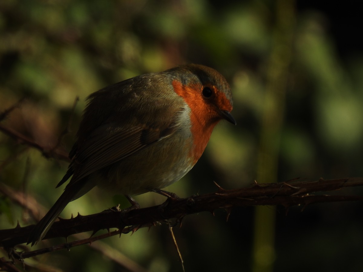 Вільшанка - ML644539667