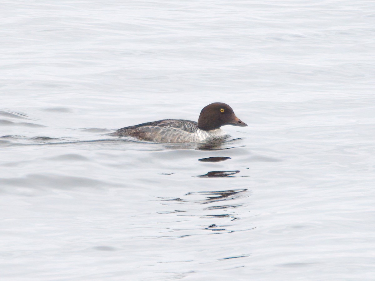 Гоголь зеленоголовий - ML644539668