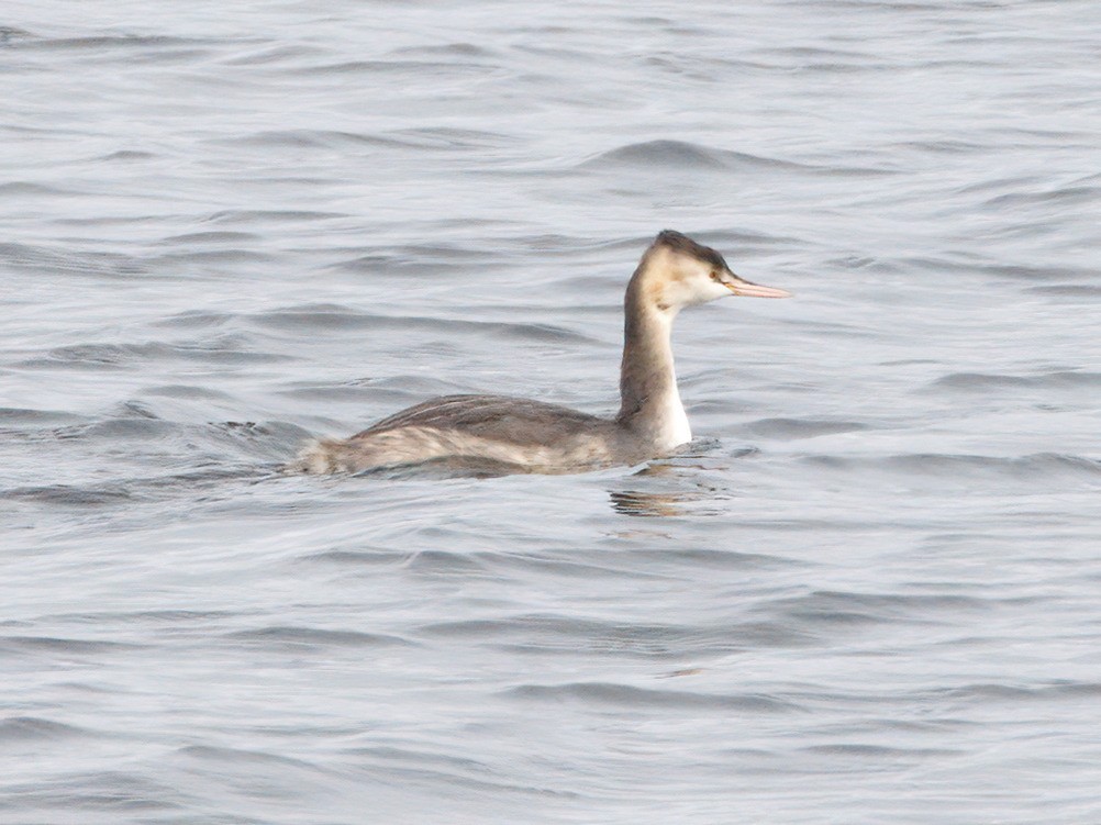 Пірникоза велика - ML644539672