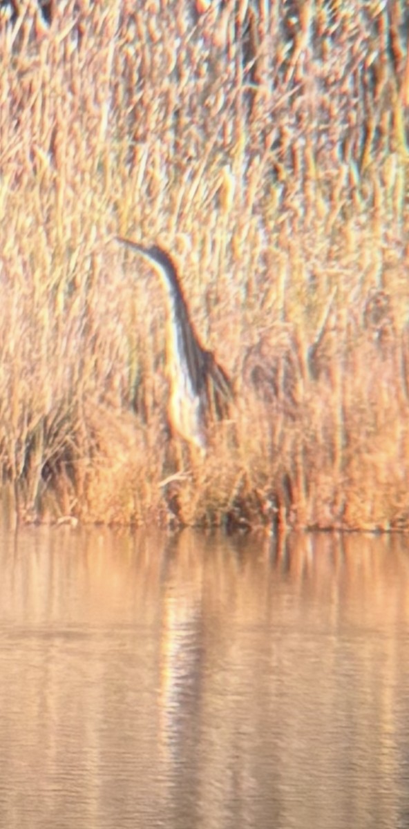 Бугай американський - ML644539673