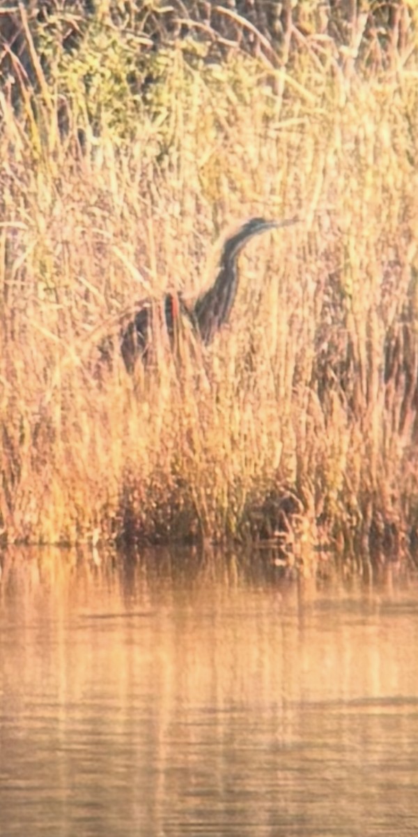 Бугай американський - ML644539674