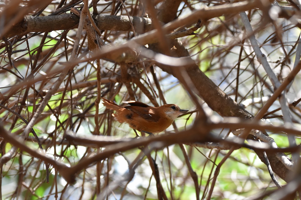 Піколезна велика - ML644539677