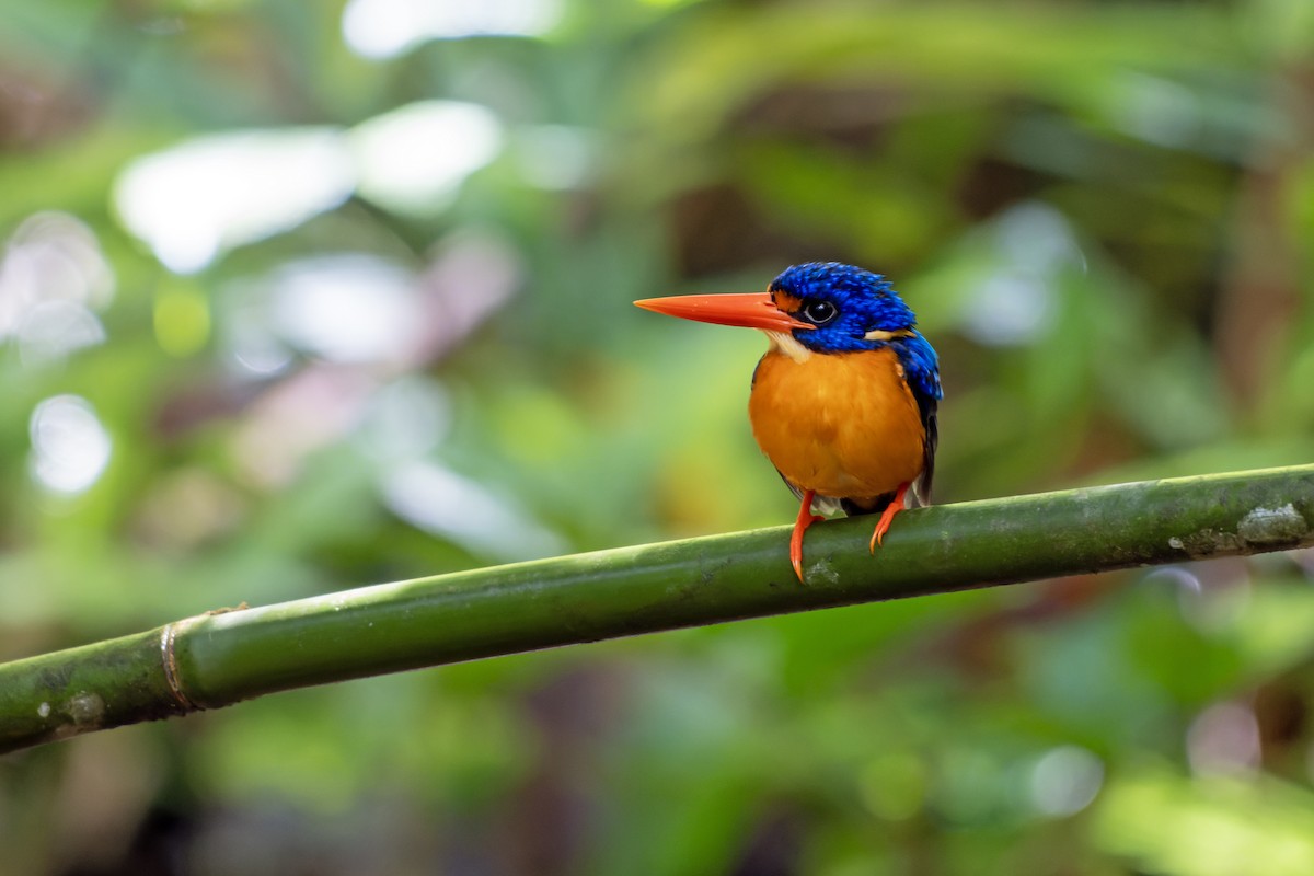 Рибалочка мануський - ML644539679