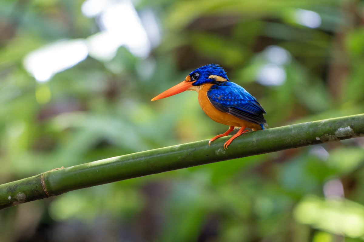 Рибалочка мануський - ML644539680