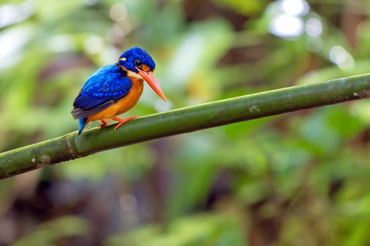 Рибалочка мануський - ML644539681