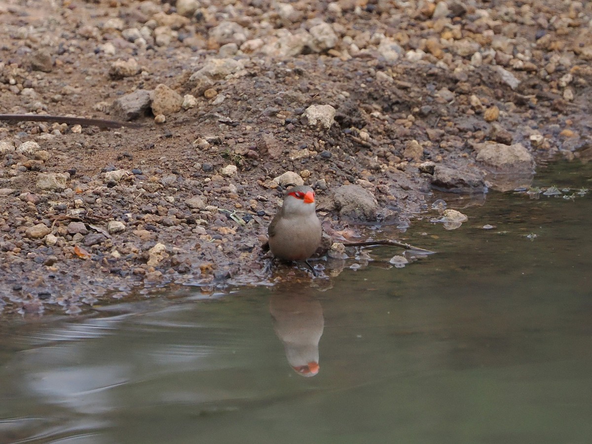 Астрильд смугастий - ML644539683