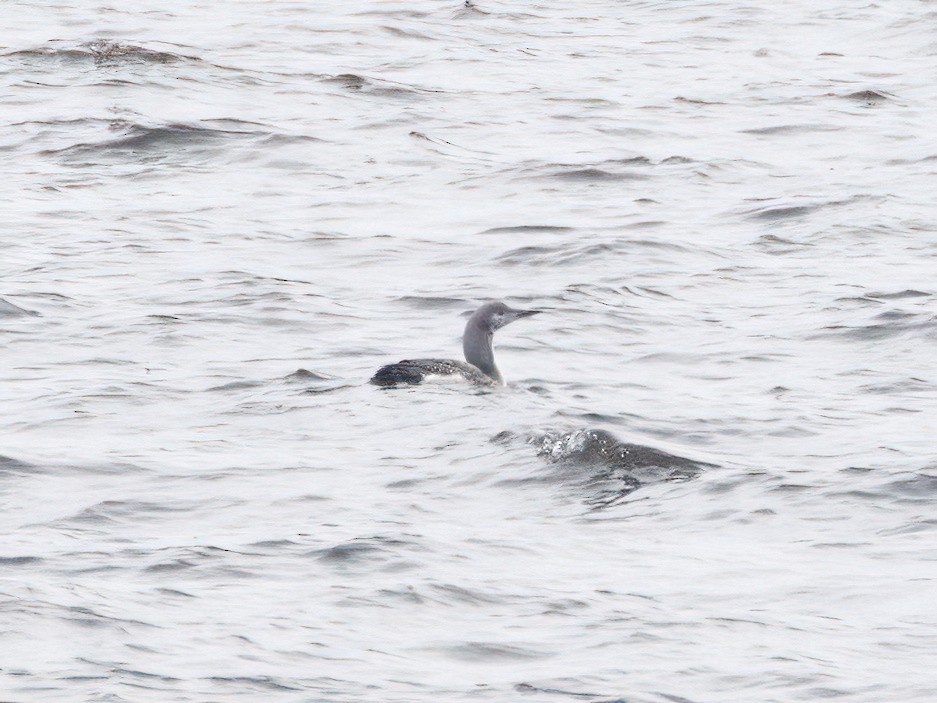 Гагара червоношия - ML644539684