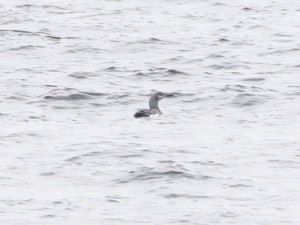 Гагара червоношия - ML644539685