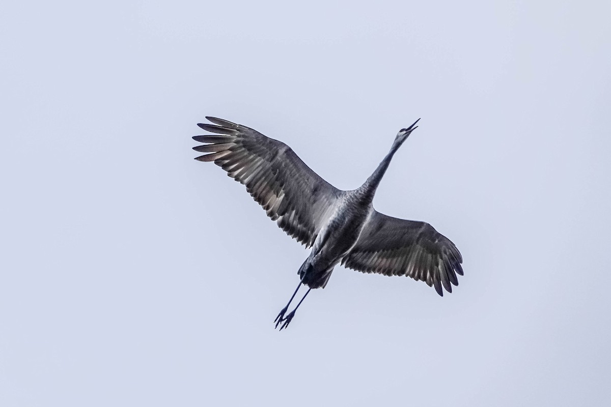 Журавель канадський - ML644539686