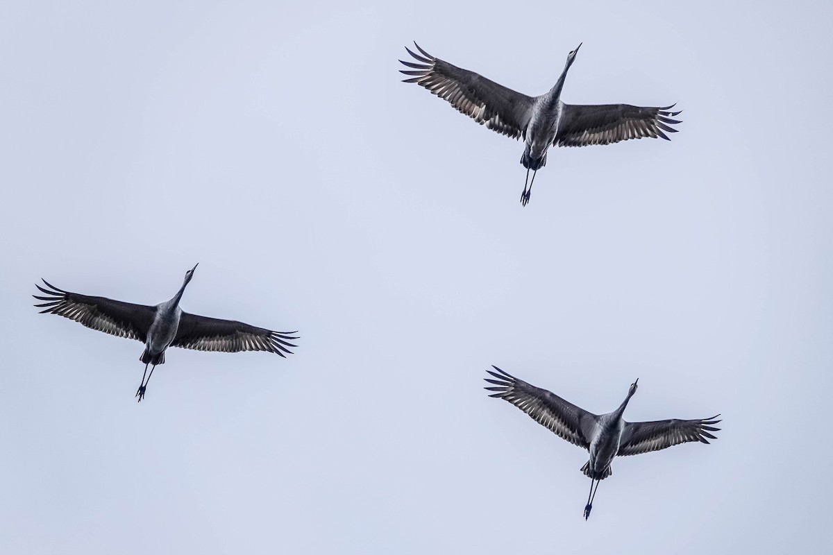 Журавель канадський - ML644539687