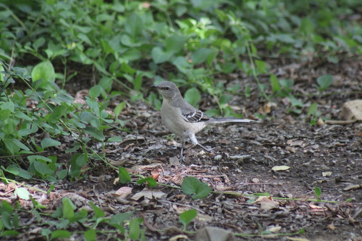 Пересмішник багатоголосий - ML644539688