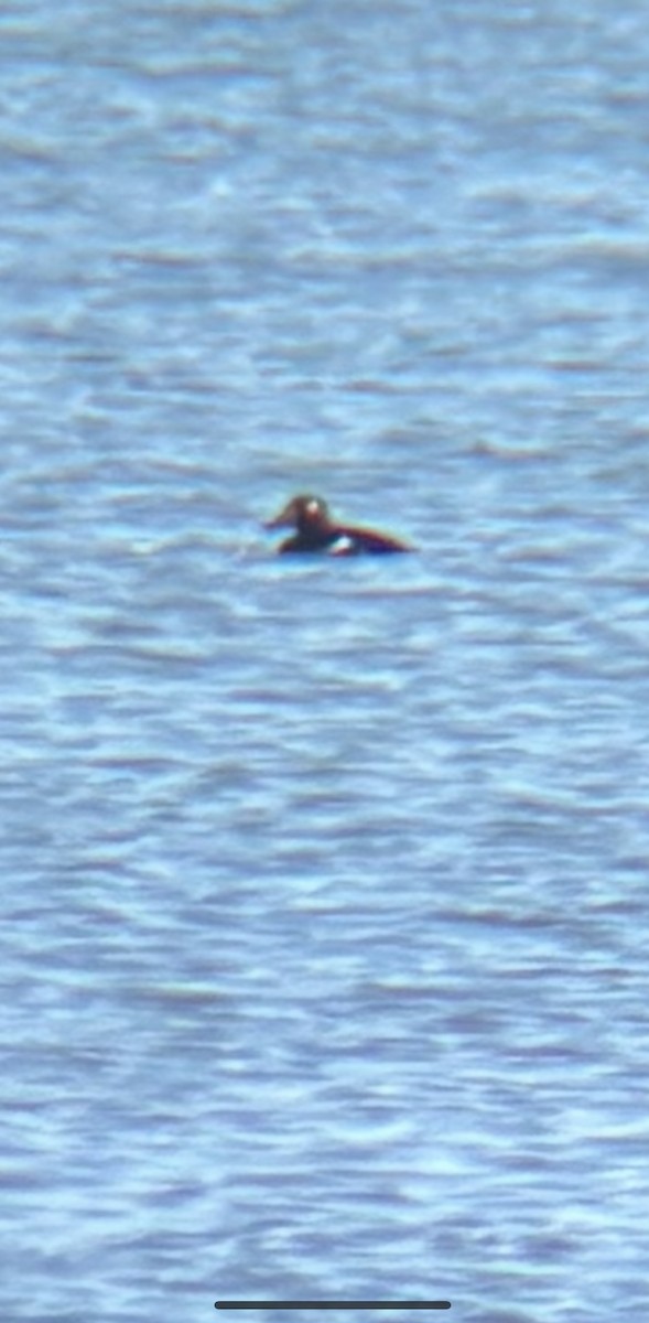 Турпан горбатодзьобий - ML644539691