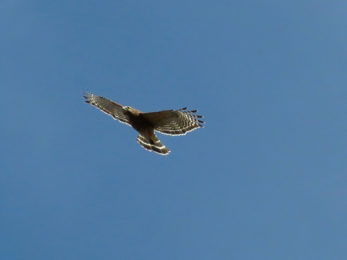 Канюк рудоплечий - ML644539693