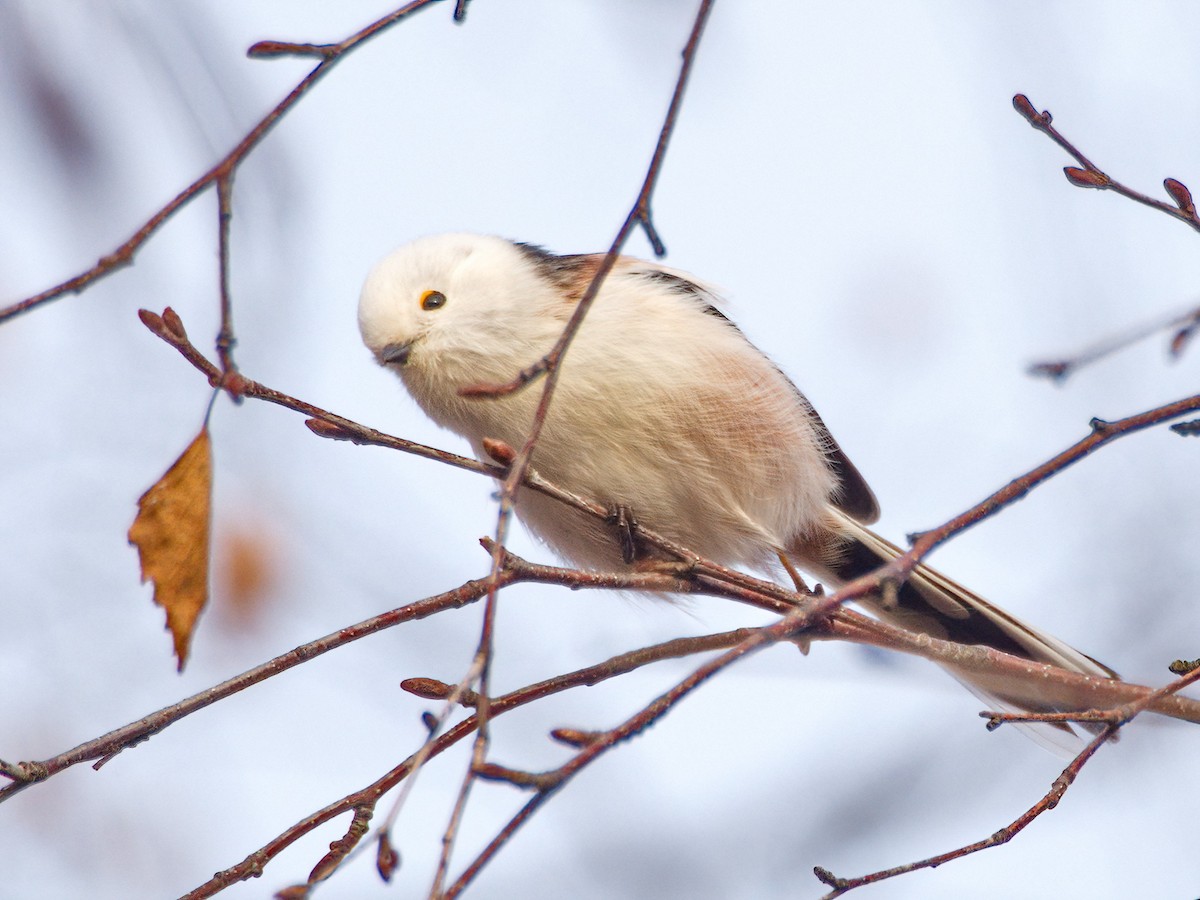 Синиця довгохвоста - ML644539694