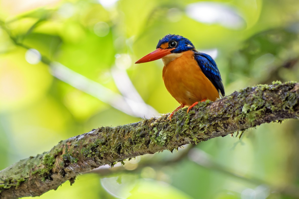 Рибалочка мануський - ML644539699