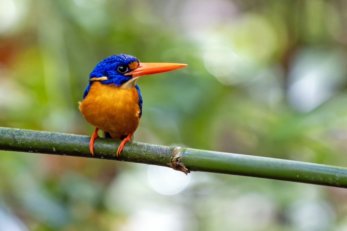 Manus Dwarf-Kingfisher - ML644539700