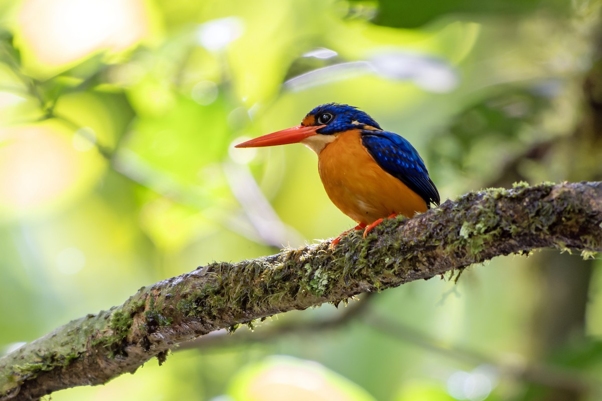 Manus Dwarf-Kingfisher - ML644539701