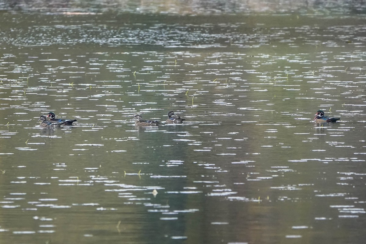 Canard branchu - ML644539704