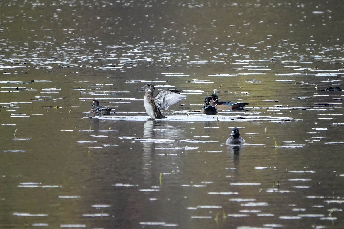 Canard branchu - ML644539705