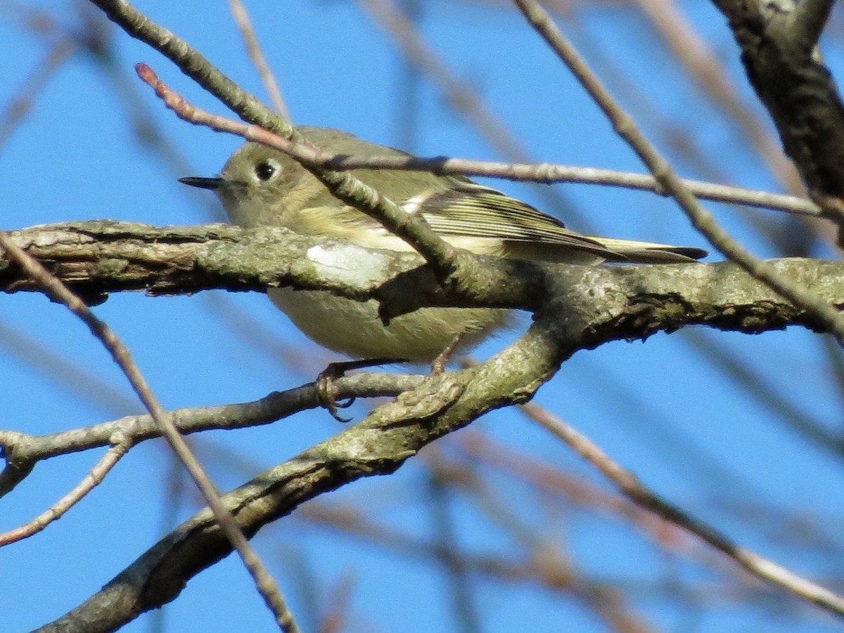 Золотомушка рубіновочуба - ML644539706