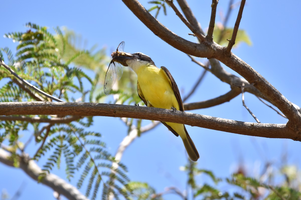 Boat-billed Flycatcher - ML644539707