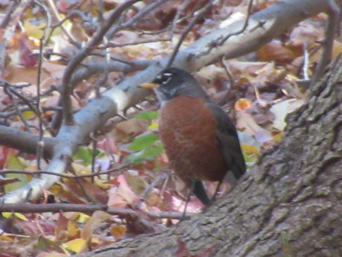 קיכלי נודד - ML644539711