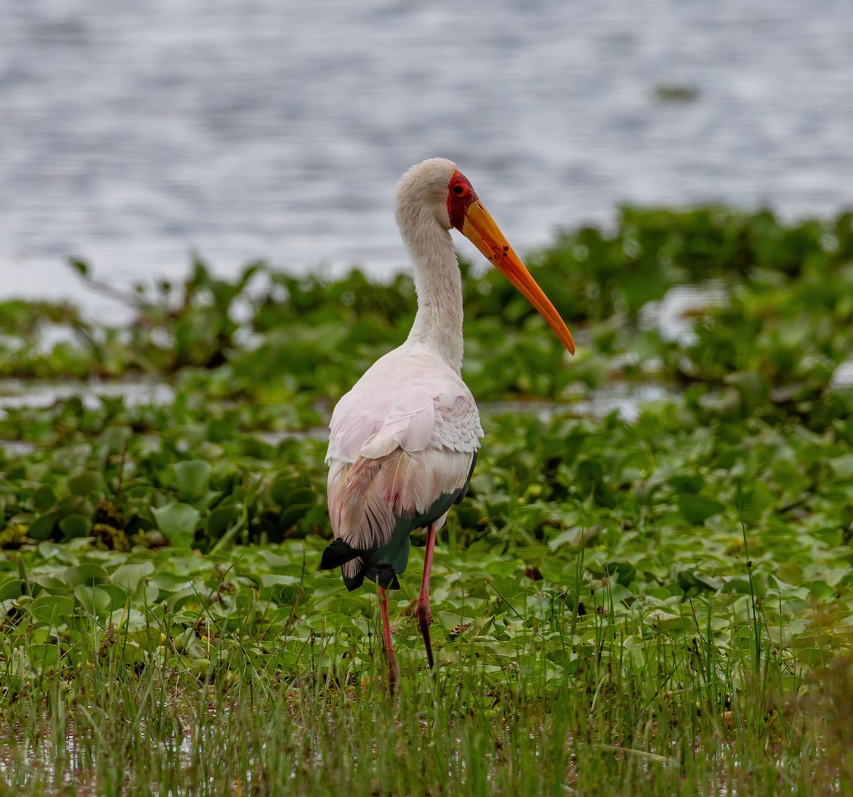 חסידן ורוד - ML644539725