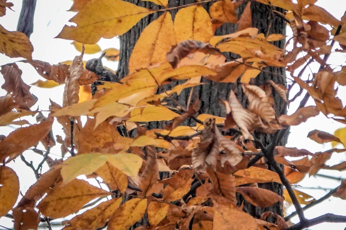 Pic maculé - ML644539729