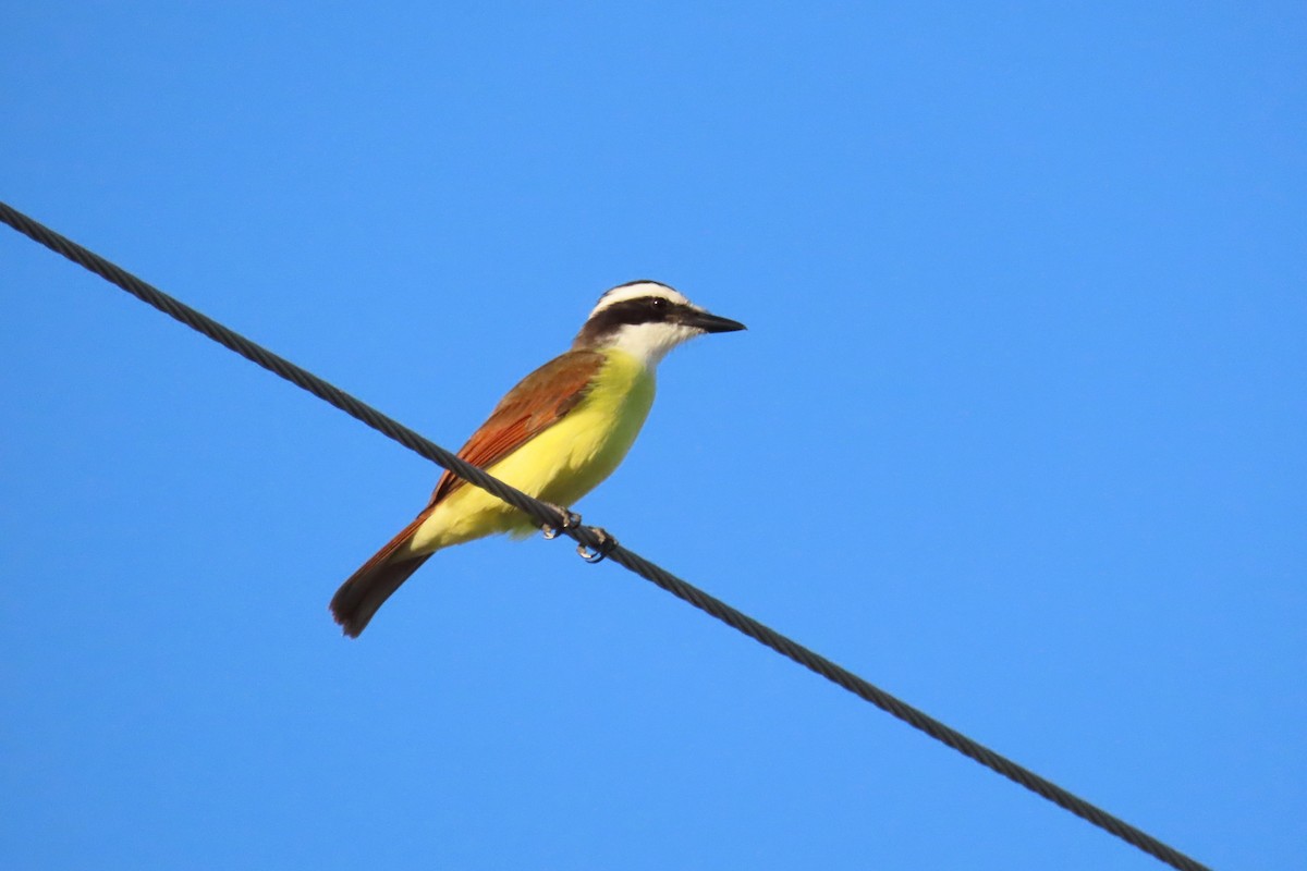 Bienteveo Común - ML644539735