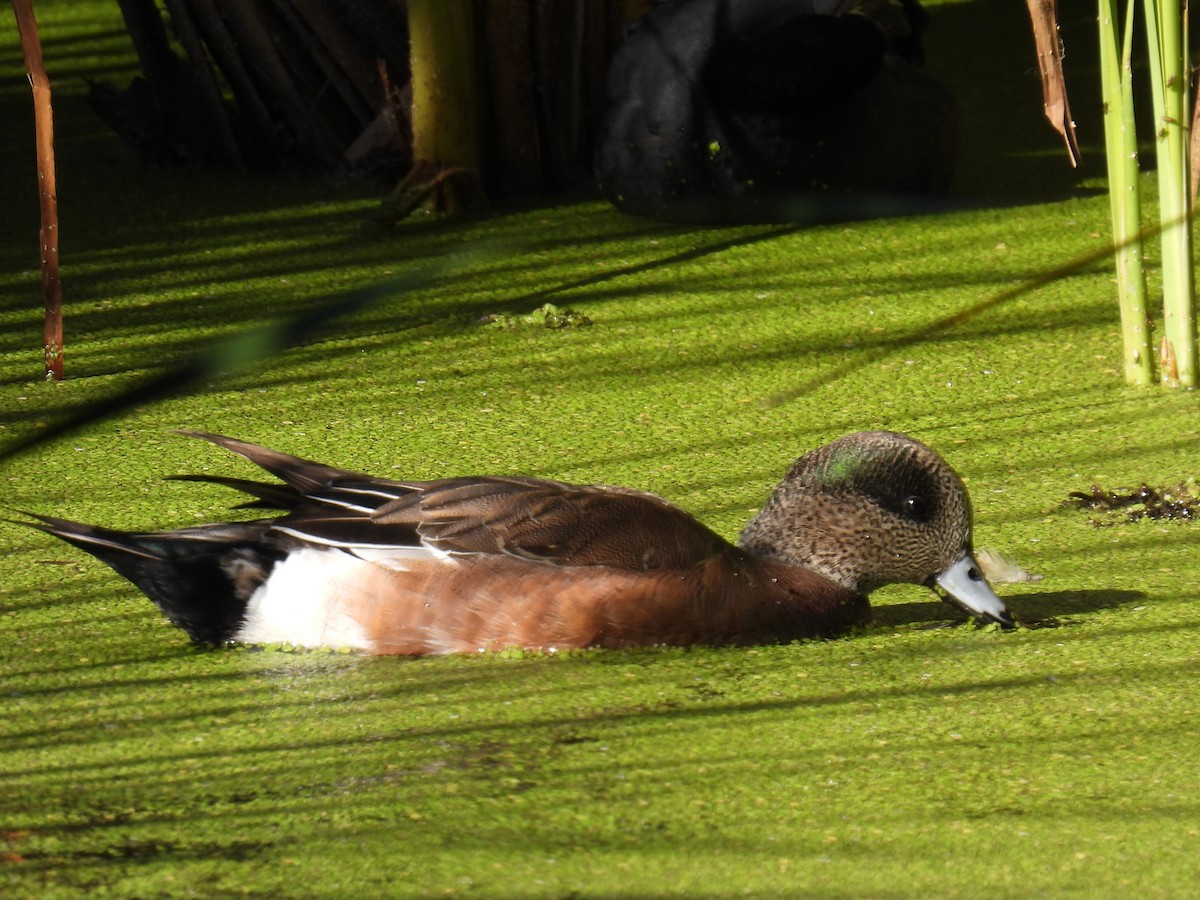 Американская свиязь - ML644539739