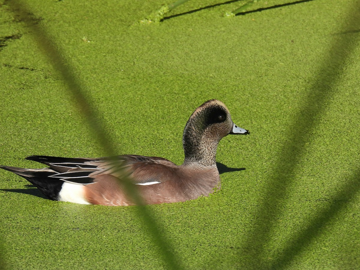 Американская свиязь - ML644539740