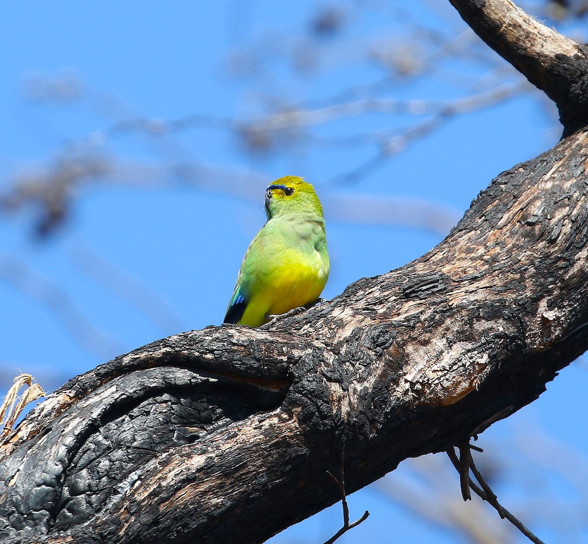 Папужка синьокрилий - ML644539757