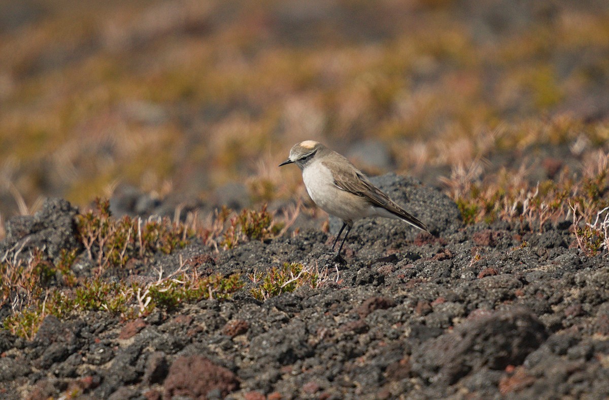 Dormilon à nuque jaune - ML644539758