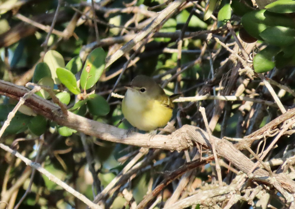 Bell Vireosu (bellii/medius) - ML644539761