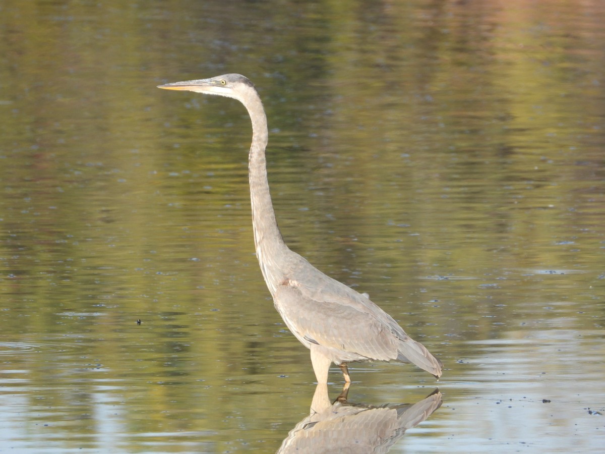 Great Blue Heron - ML644539763