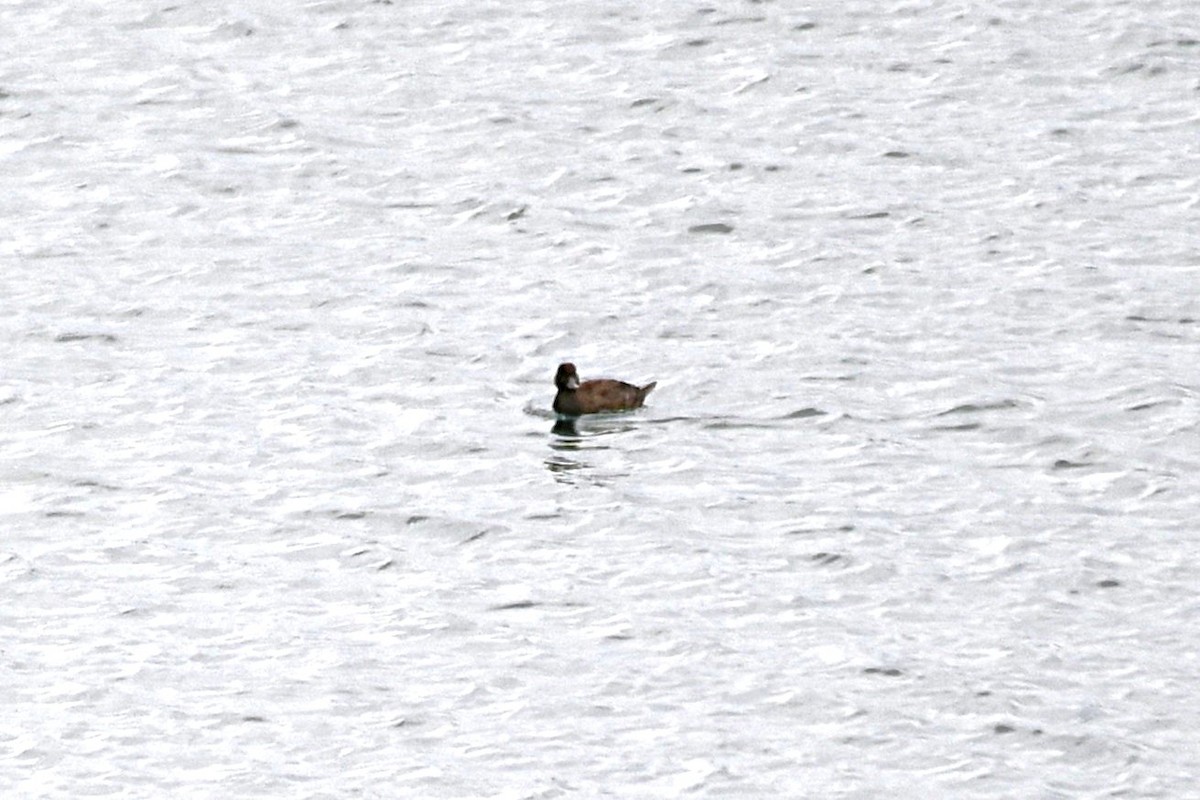 Ahatebeltz amerikarra - ML644539764