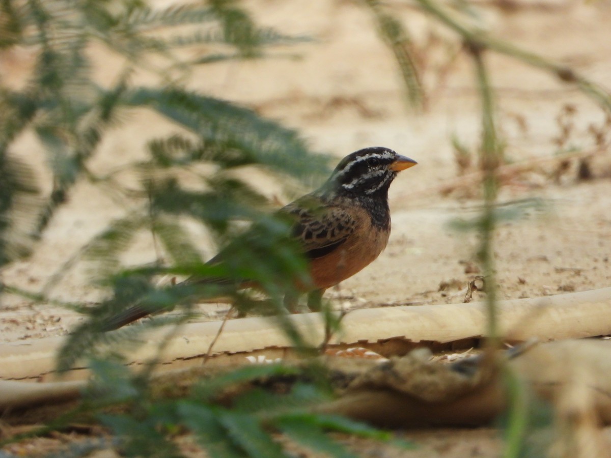 Cinnamon-breasted Bunting - ML644539765